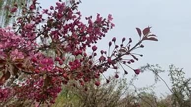 自然风光桃花树实拍视频素材视频的预览图